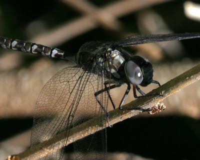 Dragonfly close-up