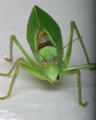 Leaf Bug or katydid on Brenda's porch