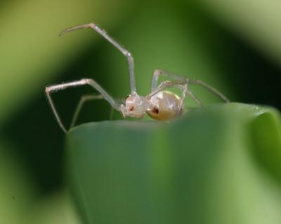Diaphanous Spider