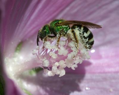 Emerald Bee Collecting Little Balls of Pollen