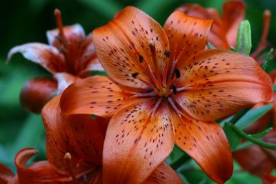 Orange Tiger Lily.jpg