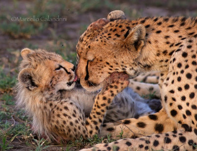 Tender killers. Cheetah, Ndutu plains. Tanzania.
