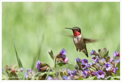 Colibri  gorge rubis (m) / Archilochus colubris