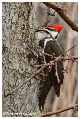 Grand pic (m) /   Dryocopus pileatus 