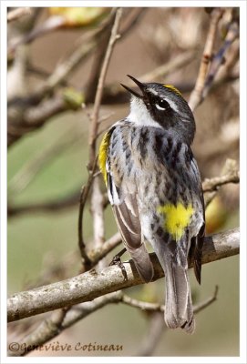 Paruline  croupion jaune / Dendroica coronata