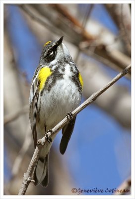 Paruline  croupion jaune / Dendroica coronata