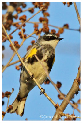 Paruline  croupion jaune / Dendroica coronata