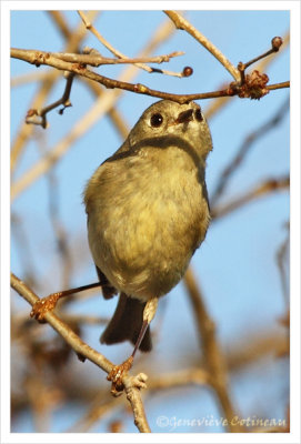 Roitelet  couronne rubis / Regulus calendula