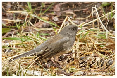 Junco ardoisé / Junco hyemalis