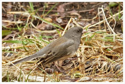 Junco ardois / Junco hyemalis