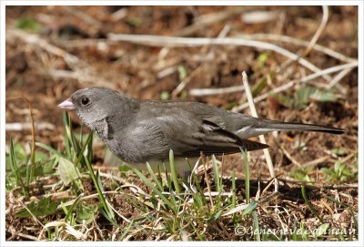 Junco ardoisé / Junco hyemalis