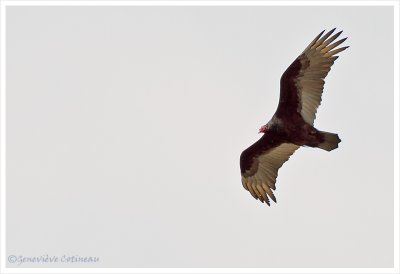 Urubu  tte rouge / Cathartes aura