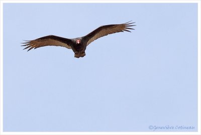 Urubu  tte rouge / Cathartes aura