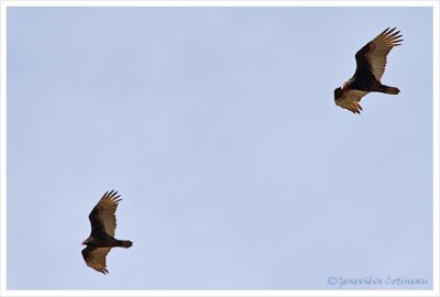 Urubu  tte rouge / Cathartes aura