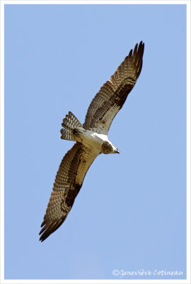 Balbuzard pêcheur / Pandion haliaetus