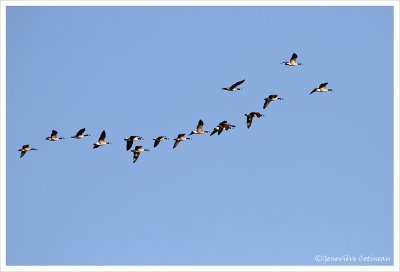 Bernache du Canada / Branta canadensis