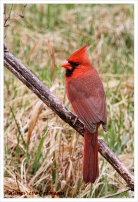 Cardinal rouge (m) / Cardinalis cardinalis