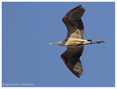 Grand hron / Ardea herodias