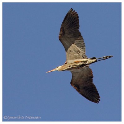 Grand hron / Ardea herodias