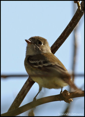 Moucherolle tchbec /  Empidonax minimus