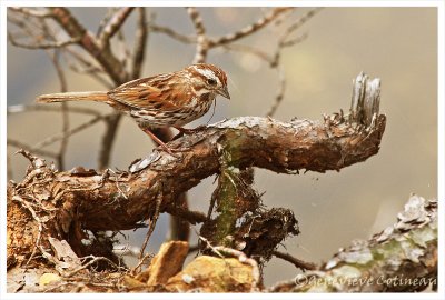 Bruant chanteur / Melospiza melodia