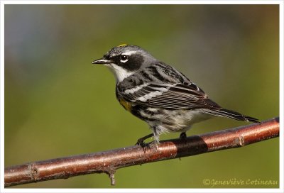 Paruline  croupion jaune (m) / Dendroica coronata