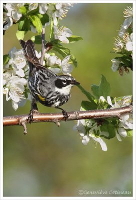 Paruline  croupion jaune (m) / Dendroica coronata