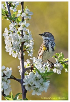 Paruline  croupion jaune (f) / Dendroica coronata