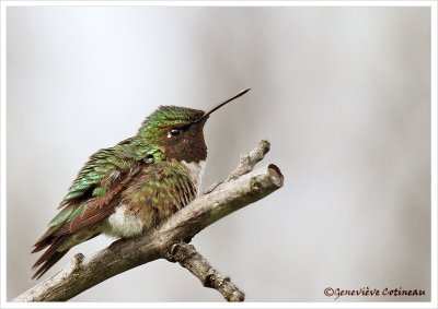 Colibri  gorge rubis (m) / Archilochus colubris