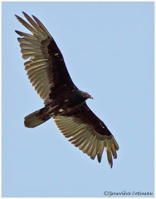 Urubu à tête rouge / Cathartes aura