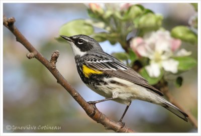 Paruline  croupion jaune (m) / Dendroica coronata