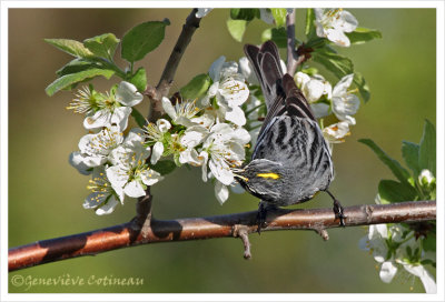 Paruline  croupion jaune (m) / Dendroica coronata