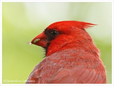 Cardinal rouge (m) / Cardinalis cardinalis