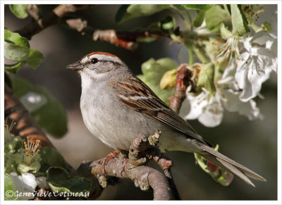 Bruant familier / Spizella passerina
