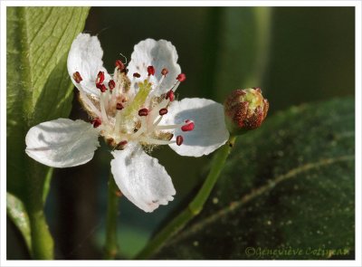 Aronie  fruits noirs / Aronia melanocarpa