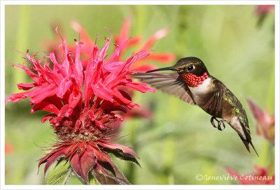 Colibri  gorge rubis (m) / Archilochus colubris