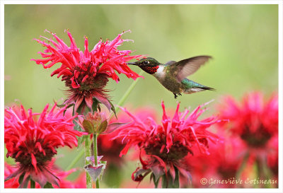 Colibri  gorge rubis (m) / Archilochus colubris