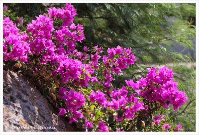 Bougainvillier