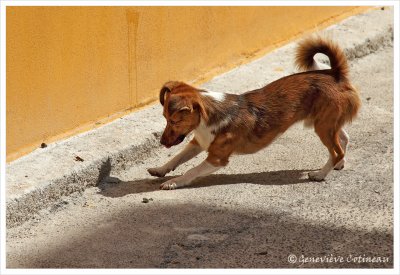 Le petit chien et le criquet / Il cagnolino e la cavalletta
