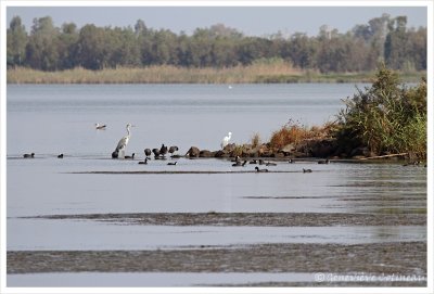 Hron cendr, Aigrette garzette et Foulque macroule