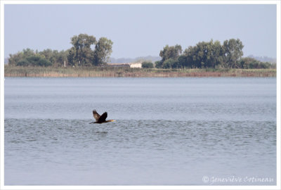 Le Cormoran