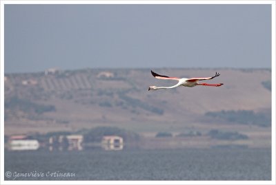 Le Flamant rose