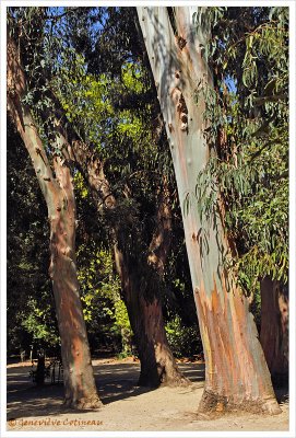 Eucalyptus 