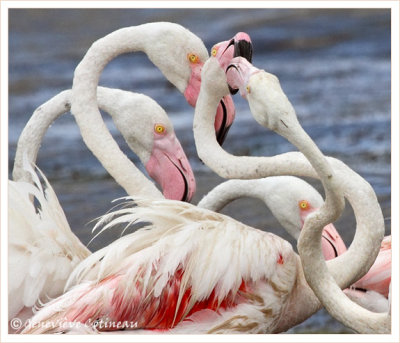 Nud de flamants