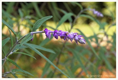 Salvia Leucantha