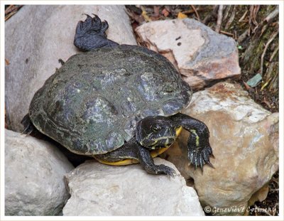 Trachemys scripta