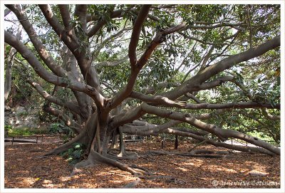 Ficus magnolioides