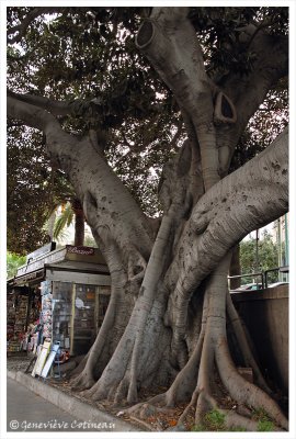 Ficus magnolioides