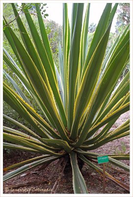 Agave americana L. marginata