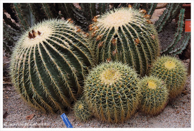 Echinocactus grusonii